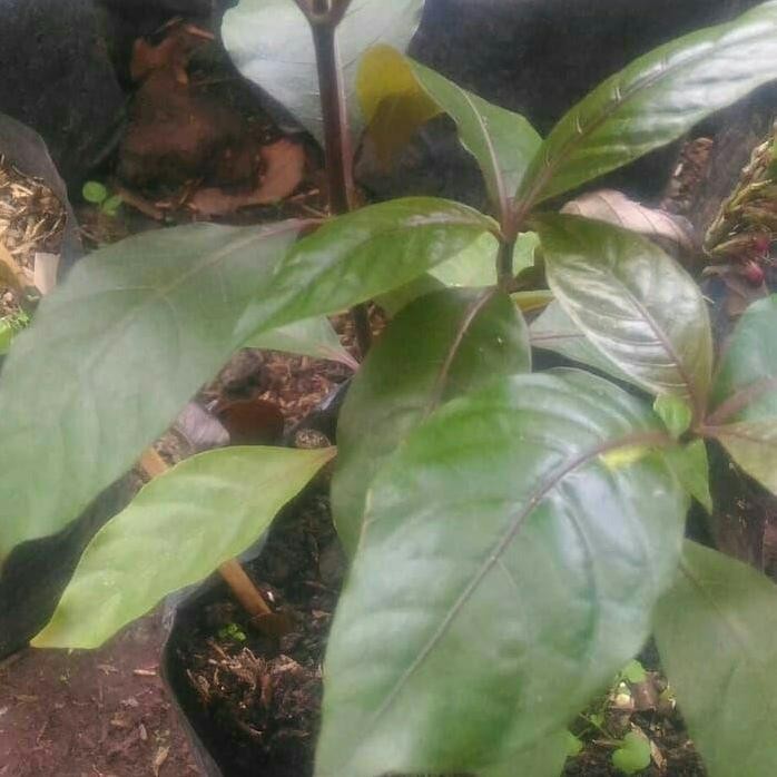 

Terlaris Tanaman Herbal Ungu Handeuleum Obat Ambeyen