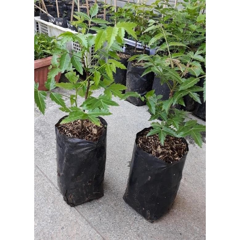 

Terlaris Bibit Mimba / Neem (Tanaman Herbal Multi Khasiat) Obr