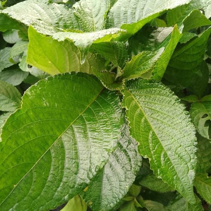 

Terlaris Tanaman Herbal Daun Kacabeling