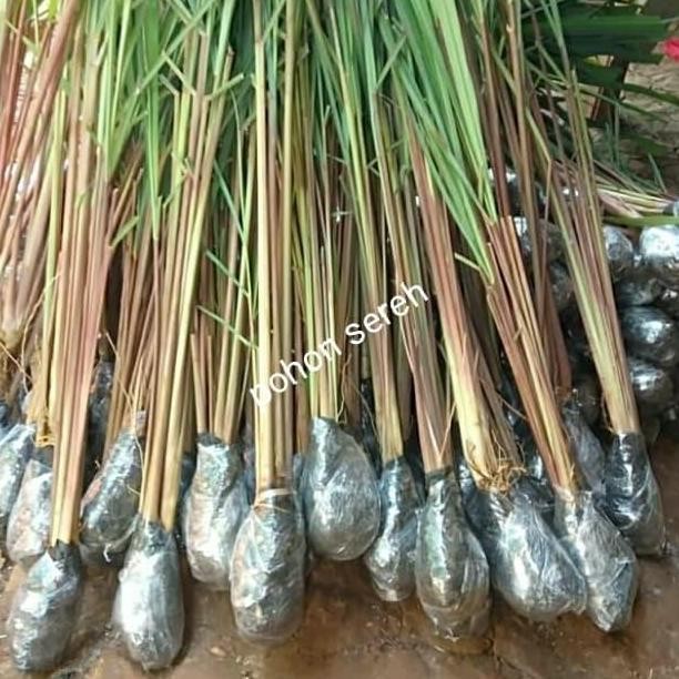 

Terlaris Bibit Tanaman Herbal Pohon Sereh Wangi - Sereh Merah