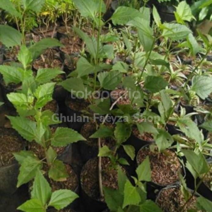 

Terlaris Bibit Balakacida/ Benih Pohon Balakacida/ Bibit Tanaman Herbal