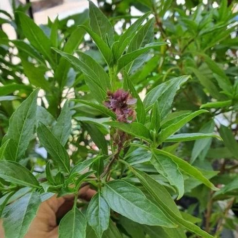 

Terlaris Bibit Tanaman Daun Selasih - Herbal Dan Bumbu Masak - Beli 3 Gratis 1