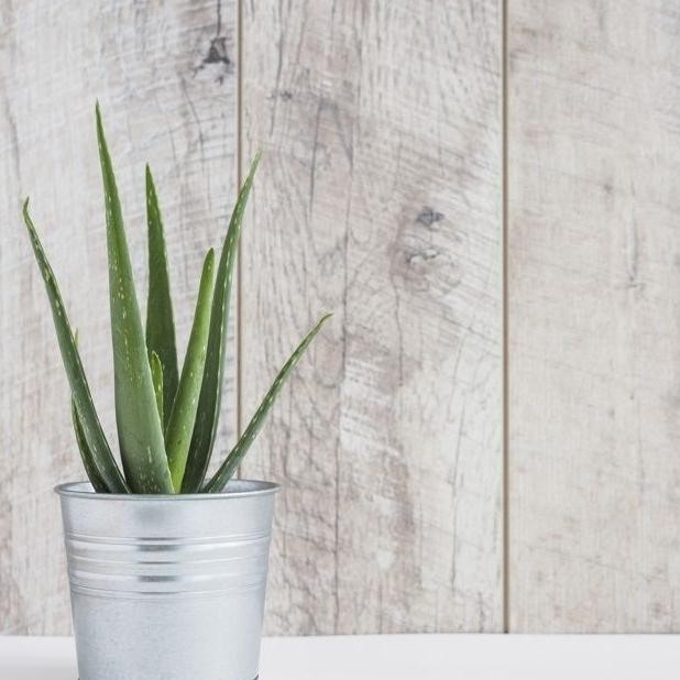 

Terlaris Tanaman Aloevera Indoor/Tanaman Lidah Buaya Herbal