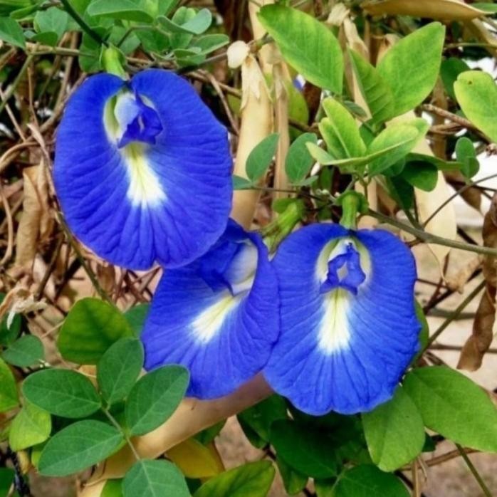 

Terlaris Bibit Tanaman Herbal Kembang Teleng Bunga Kembang Telang Ungu