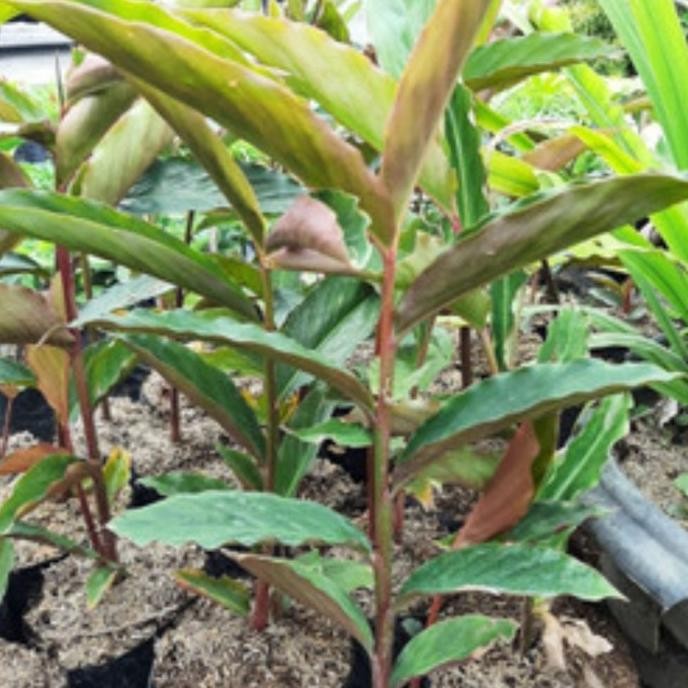 

Terlaris Bibit Tanaman Herbal Pohon Kecombrang / Pohon Honje