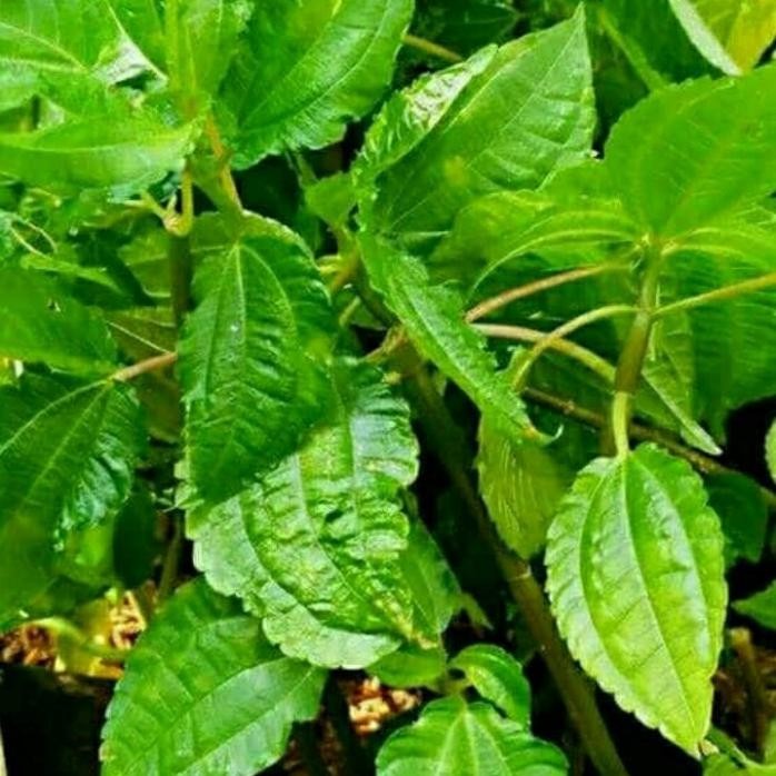 

Terlaris Bibit Tanaman Daun Poh-Pohan Daun Tanaman Herbal