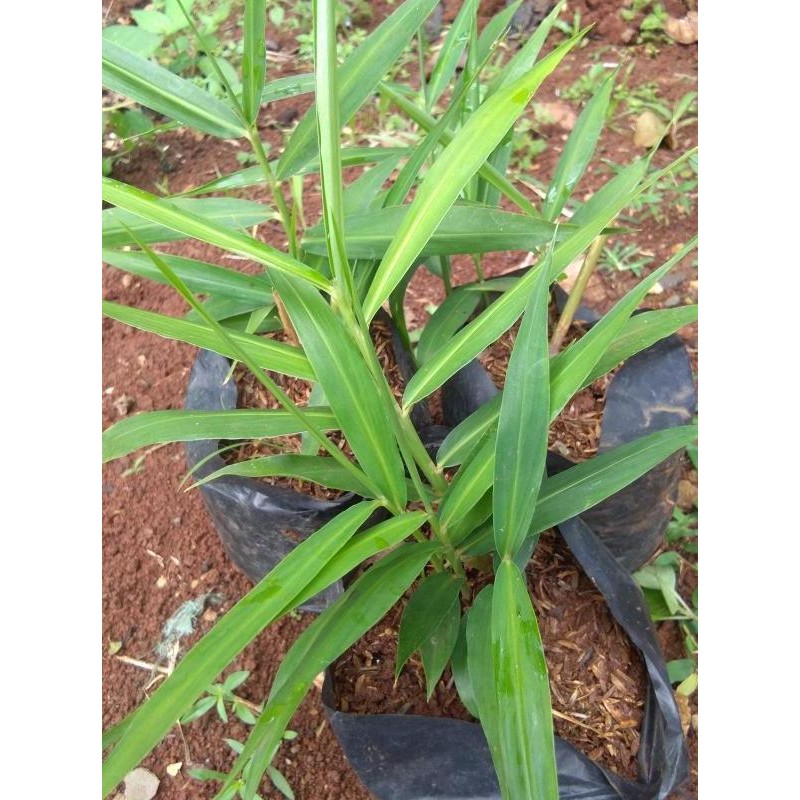 

Terlaris Tanaman Jahe.Jahe Tanaman Herbal