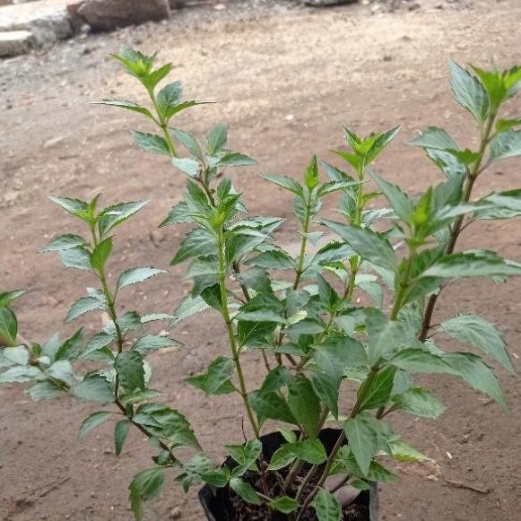 

Terlaris Tanaman Herbal Kumis Kucing, Bibit Kumis Kucing