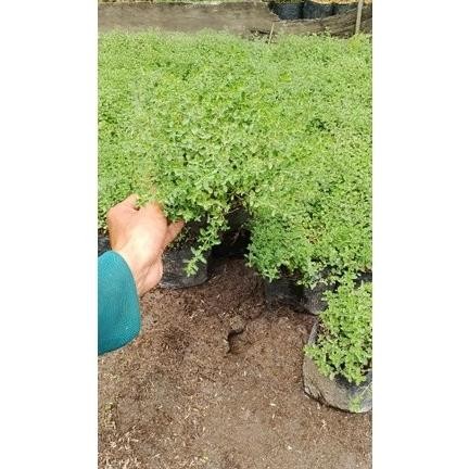 

Terlaris Tanaman Herbal Time Thyme - Herbal Thyme Time - Rimbun Wilyla 2953Wf