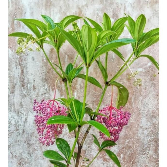 

Terlaris Tanaman Herbal Parijoto / Parijata / Ledinila