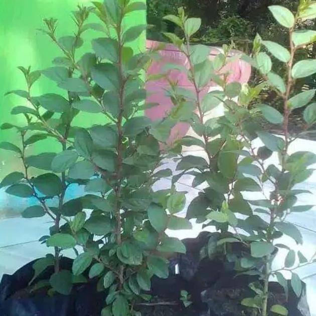 

Terlaris Tanaman Hias Herbal Bidara Arab Asli