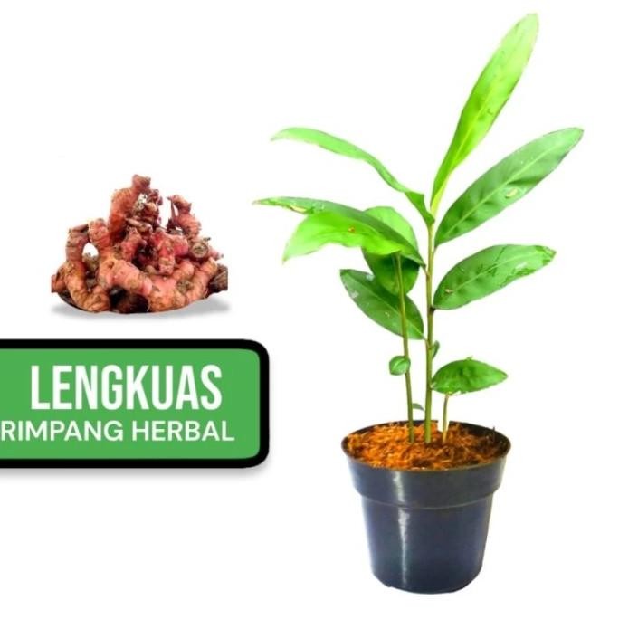 

Terlaris Tanaman Herbal//Lengkuas//Lengkoas