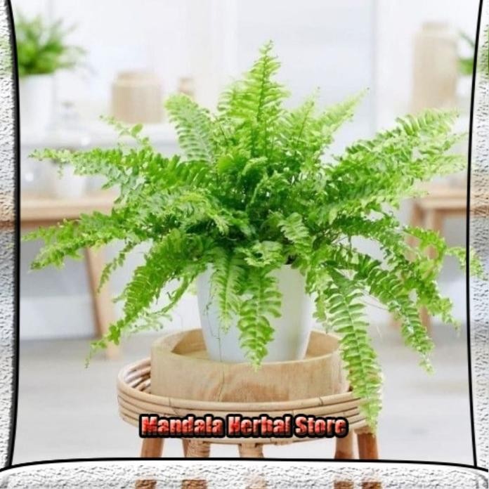 

Terlaris Tanaman Hias Pakis Boston Terlaris Mandala Herbal