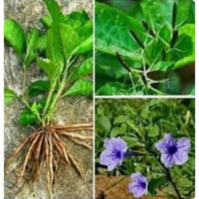 

Terlaris Bibit Daun Pletekan Asli Tinggi 20-30 Cm Bibit Tanaman Herbal