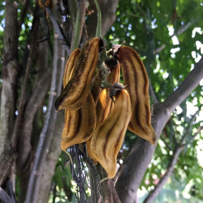 Terlaris Bibit Tanaman / Herbal Lj/ Kacang Koro Rawe Gatal Mucuna Sp.