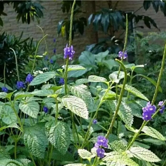 

Terlaris Bibit Tanaman Herbal Jarong / Pecut Kuda