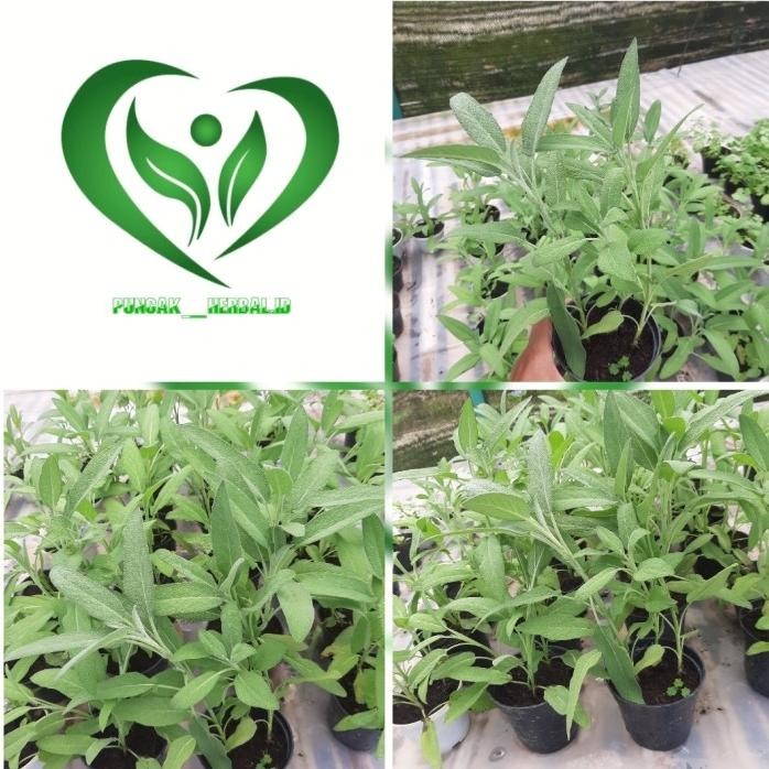 

Terlaris Bibit Tanaman Sage Herbal