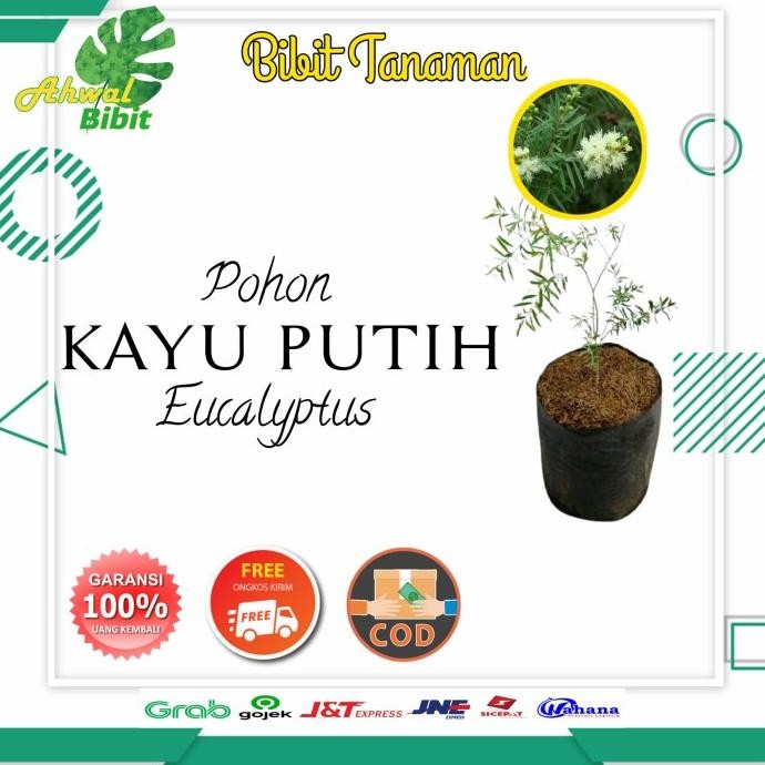 

Terlaris Benih Bibit Tanaman Pohon Daun Herbal Kayu Putih Eucalyptus