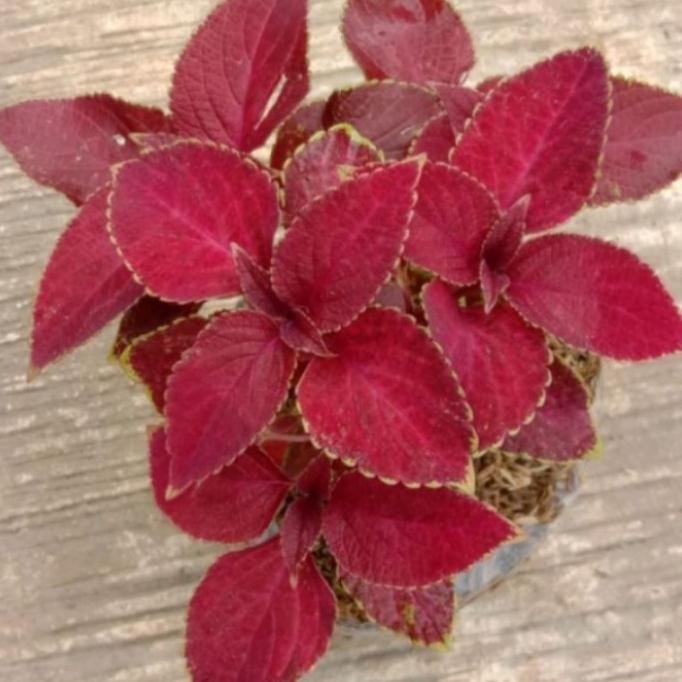 

Terlaris Tanaman Herbal Mia A Merah Cerah Rimbun