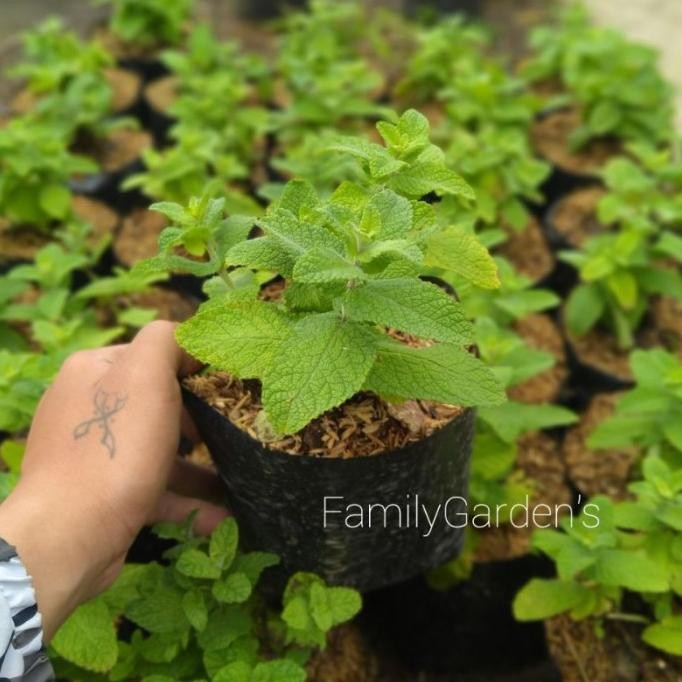 

Terlaris Tanaman Daun Apple Mint Herbal / Toga