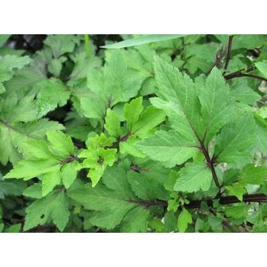 

Terlaris Bibit Tanaman Herbal Valerian Hutan
