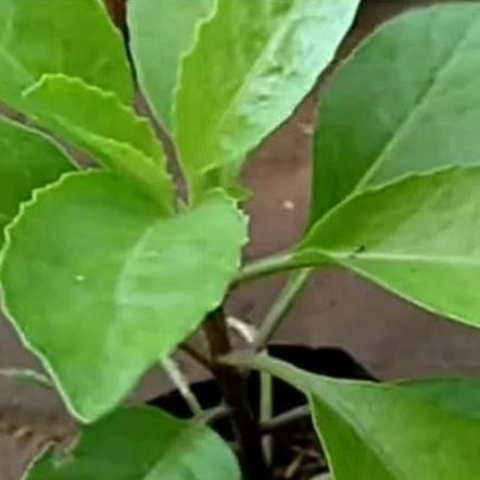 

Terlaris Tanaman Herbal Sambung Nyawa Artificial - Stok Tersedia