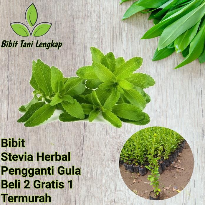 

Terlaris Bibit Tanaman Stevia Herbal Pengganti Gula