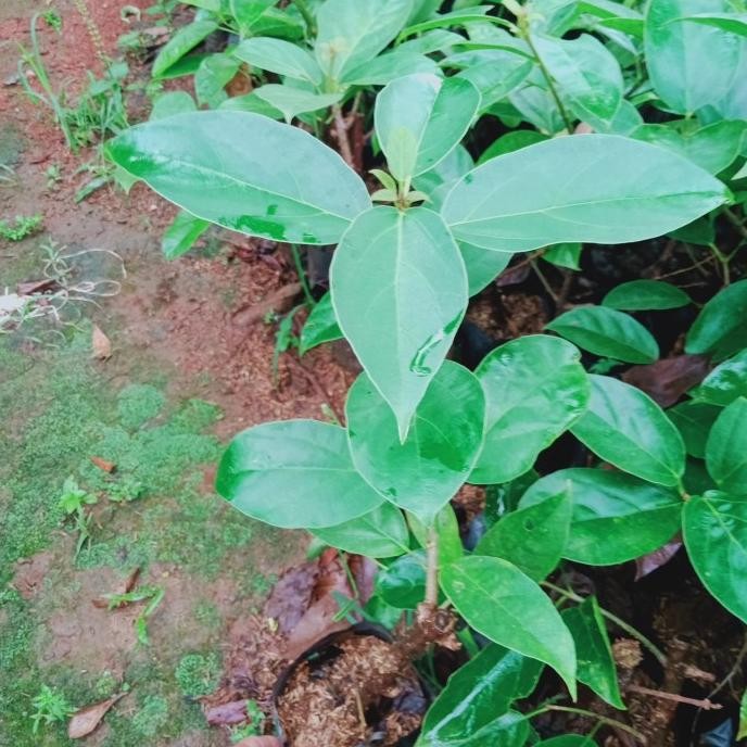 

Terlaris Tanaman Herbal Bibit Pohon Cincau Hijau