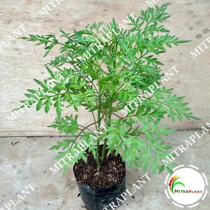 

Terlaris Bibit Tanaman Daun Kenikir - Pohon Ulam Raja/Ramidang - Tanaman Herbal