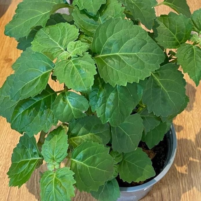 

Terlaris Tanaman Herbal Nilam Wangi / Nilam Minyak Asiri / Pogostemon Cablin