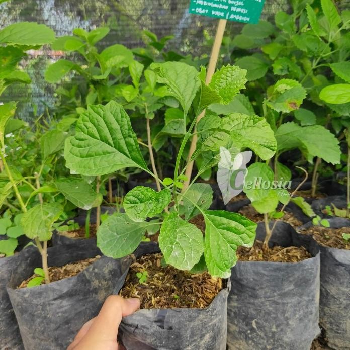 

Terlaris Bibit Tanaman Herbal Daun Keci Beling / Keji Beling