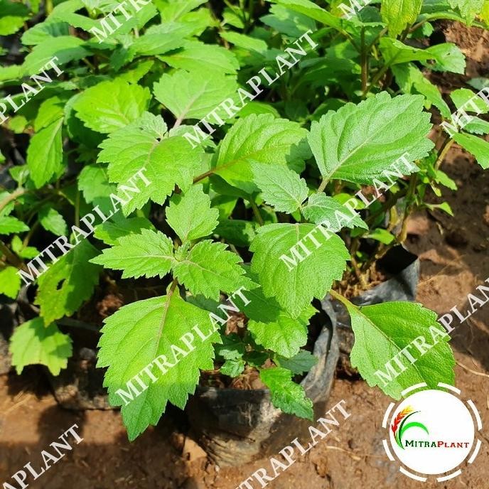 

Terlaris Bibit Tanaman Daun Nilam - Pohon Bahan Minyak Wangi - Tanaman Herbal