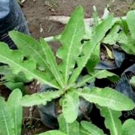 

Terlaris Bibit Tempuyung/Bibit Tanaman Herbal Tempuyung