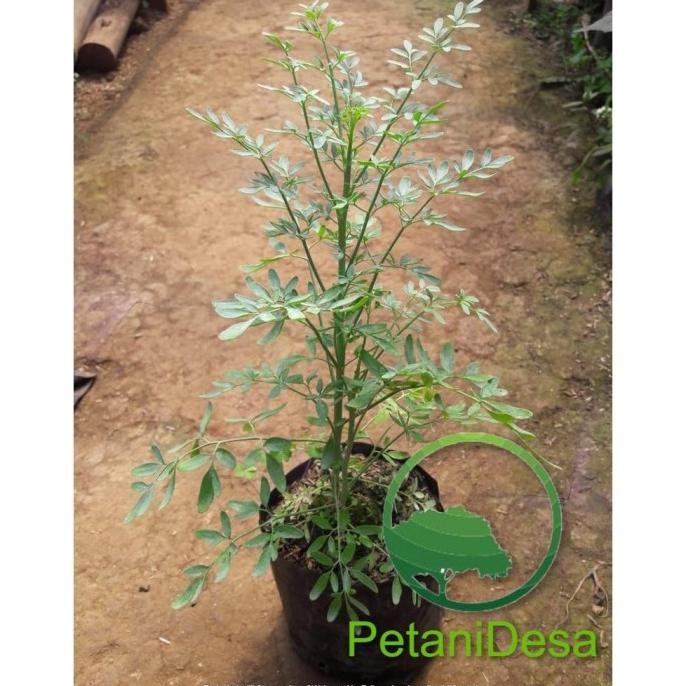 

Terlaris Ready Tanaman Herbal Daun Inggu - Ruta Graveolens Murah