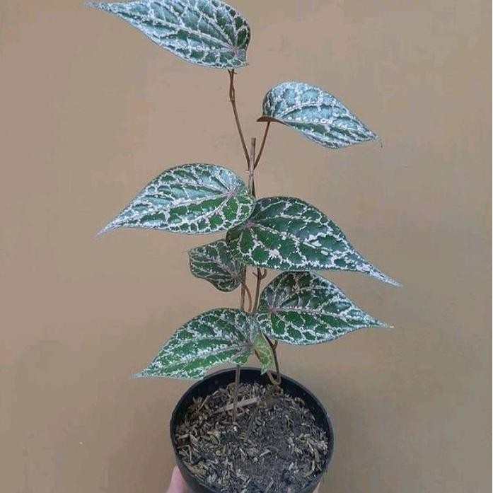 

Terlaris Tanaman Herbal Sirih Merah