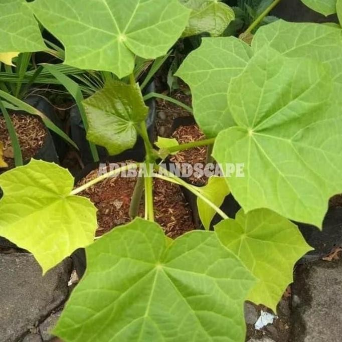 

Terlaris Tanaman Daun Jarak | Pohon Jarak | Tanaman Herbal
