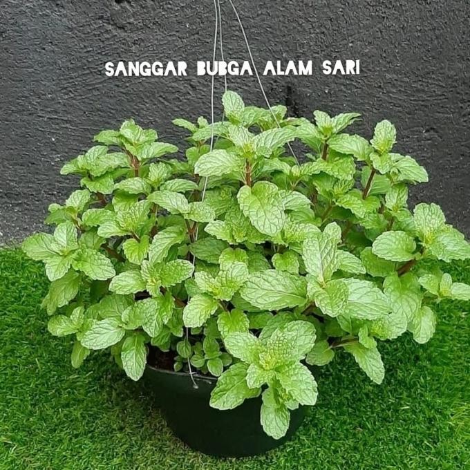 

Terlaris Tanaman Gantung Herbal Daun Mint / Pepermint + Pot.