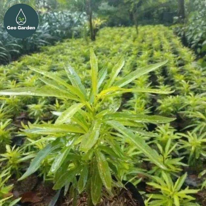 

Terlaris Tanaman Hias Anti Nyamuk/Zodiak- Zodiak Bibit - Pohon Herbal Wangi