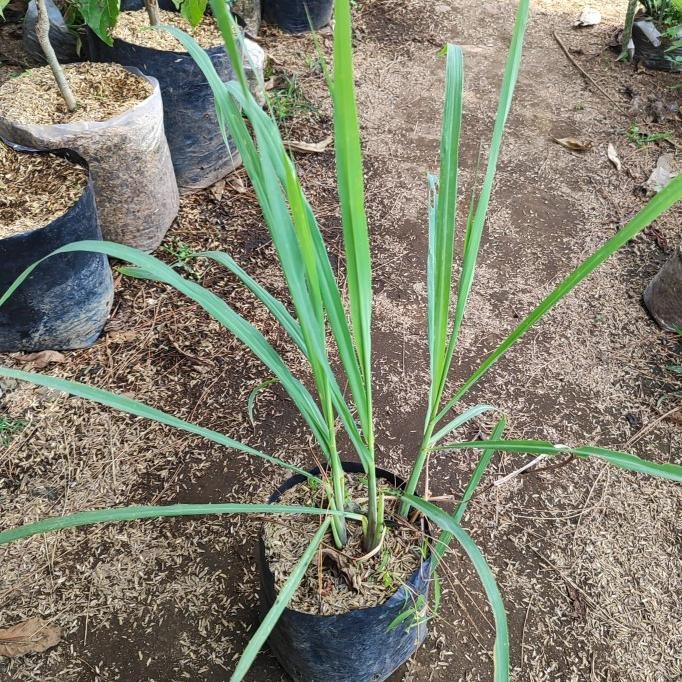 

Terlaris Tanaman Serai Bumbu Herbal