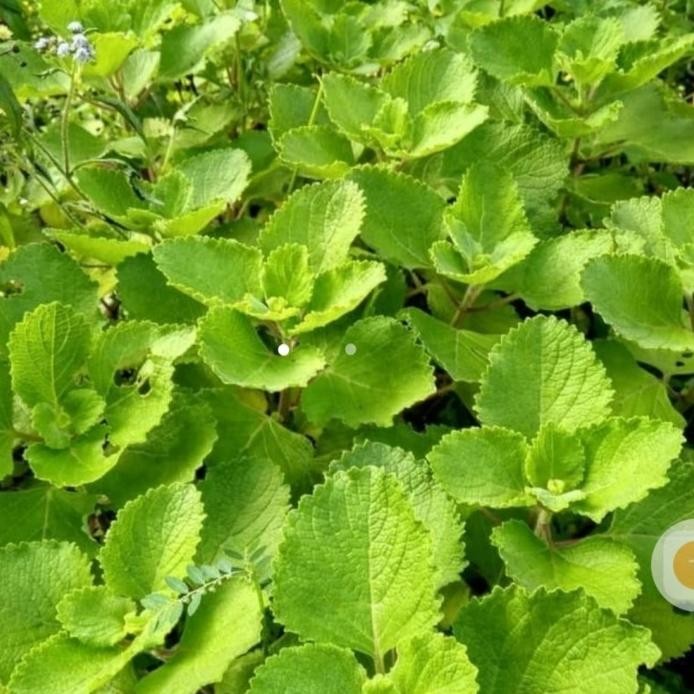 

Terlaris Bibit Tanaman Herbal Bangun2/ Sambung Nyawa/ Afrika Selatan