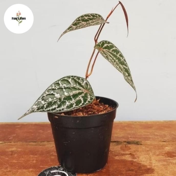 

Terlaris Promo Tanaman Hias Sirih Merah Herbal / Tanaman Sirih Merah