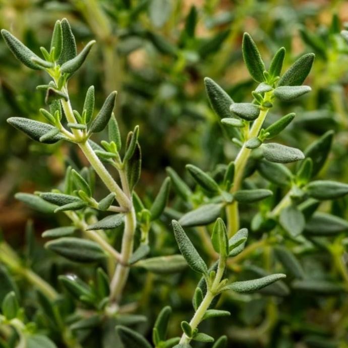 

Terlaris Benih Bibit Tanaman Herbal Daun Thyme / Tyme / Timi Isi 200 Biji