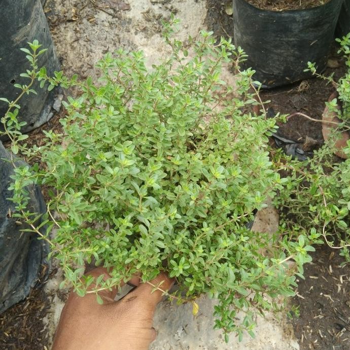

Terlaris Bibit Tanaman Herbal Thyme/ Bumbu Masak/ Rempah