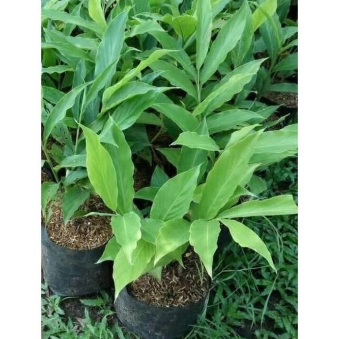 

Terlaris Tanaman Hias Herbal Kecombrang (Etlingera Elatior) // Honje Bunga Onje