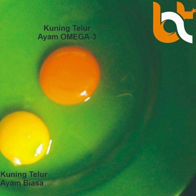 

Terlaris Telur Ayam Omega / Telor Ayam Omega 1 Butir