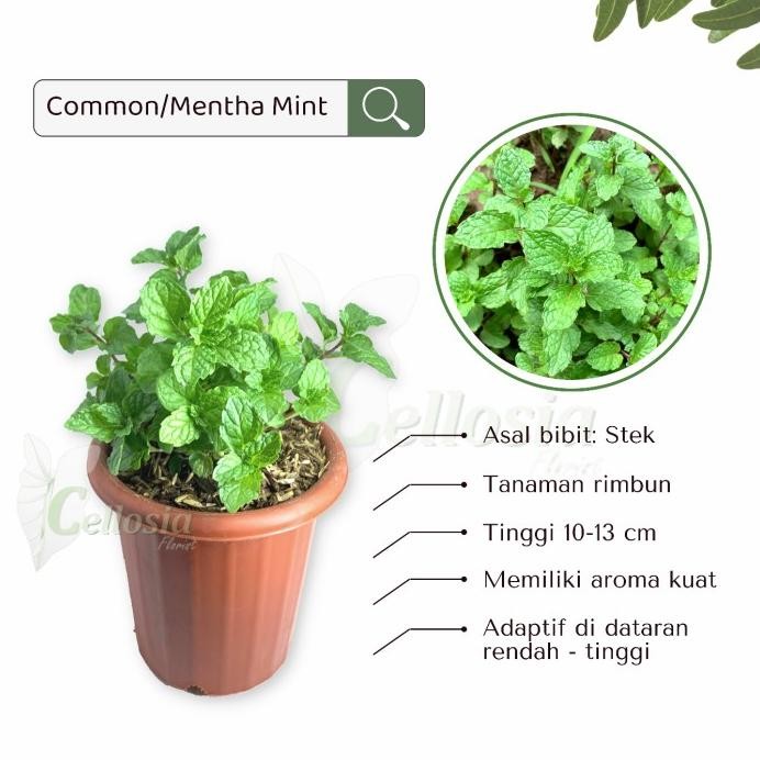 

Terlaris Tanaman Toga/Obat/Rempah/Herbal Daun Mint (Promo!!! Beli 5 Gratis 1)