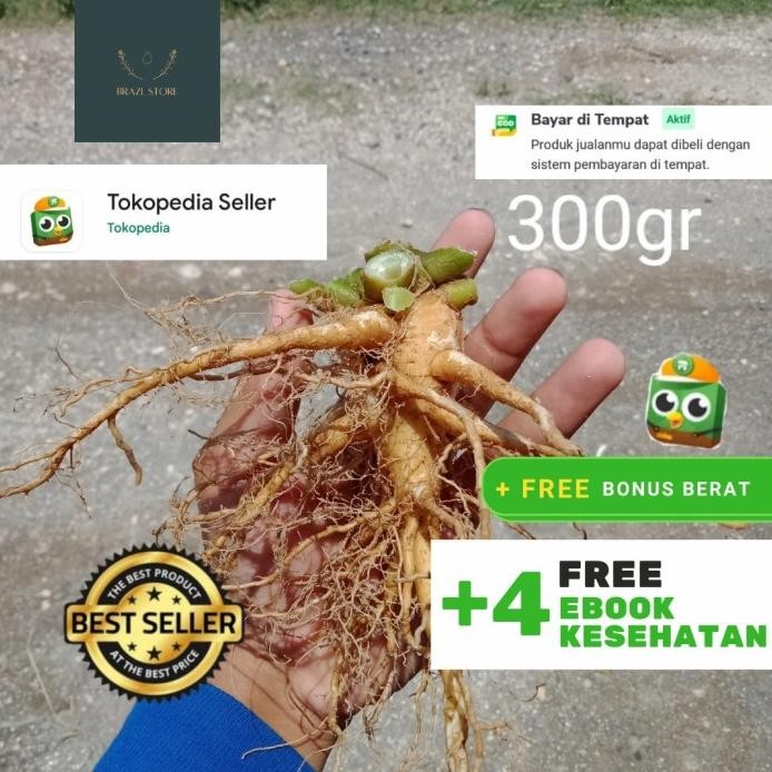 

Terlaris Akar Gingseng Ginseng Jawa 300Gr Segar Tanaman Obat Herbal Korea Murah