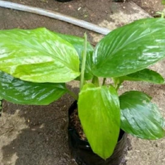 

Terlaris Temu Kunci Tanaman Herbal