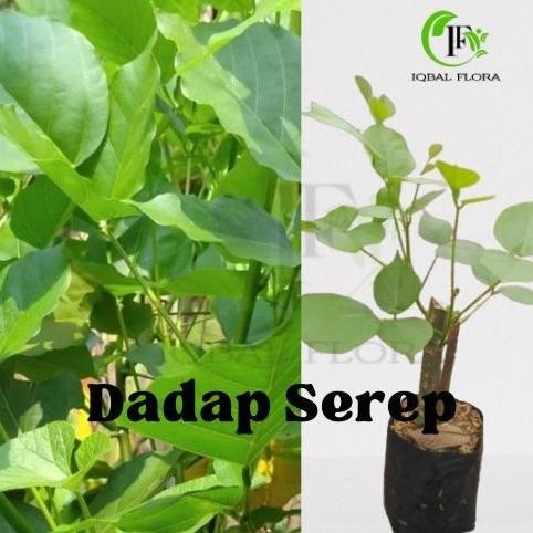 

Terlaris Dadap Serep Tanaman Herbal Dadap Serep