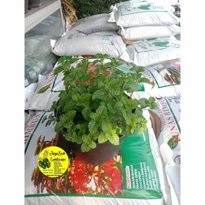 

Terlaris Tanaman Daun Mint / Tanaman Herbal + Pot